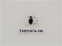 藏品(步行蟲(2))的圖片